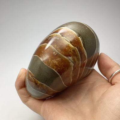 Ammonite Nautilus