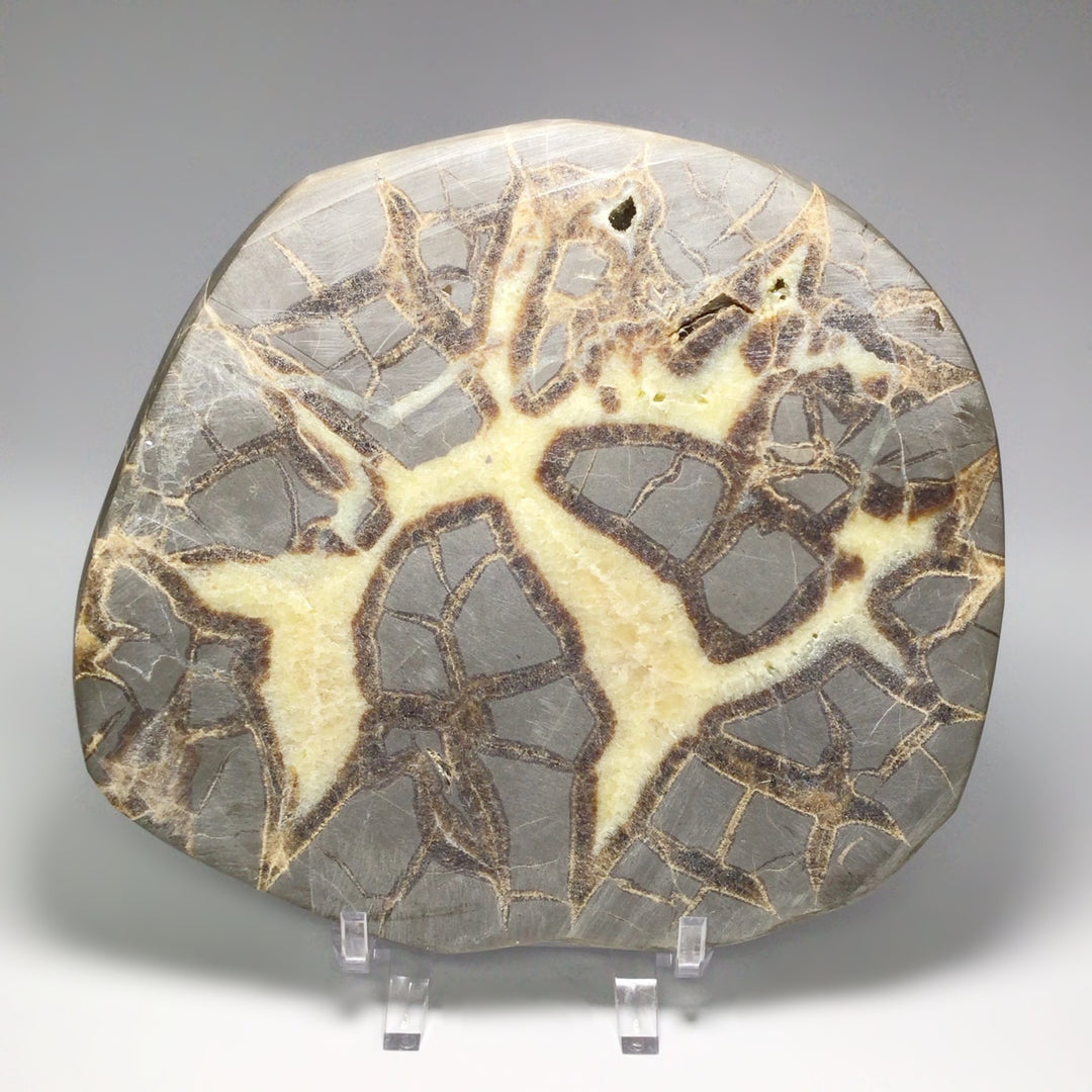 Septarian Slice - Rocks and Gems Canada