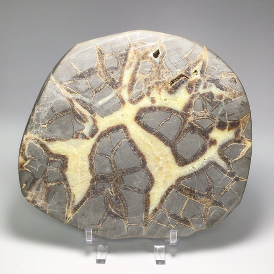 Septarian Slice - Rocks and Gems Canada