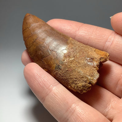 Fossilized Carcharodontosaurus Dinosaur Tooth Specimen