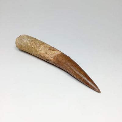 Fossilized Spinosaurus Tooth Specimen