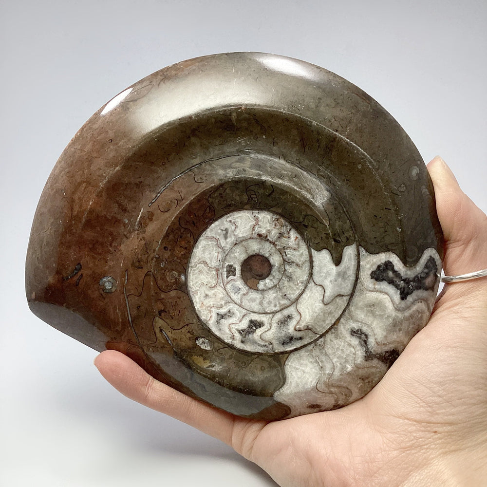 Ammonite Agoniatite - Rocks and Gems Canada
