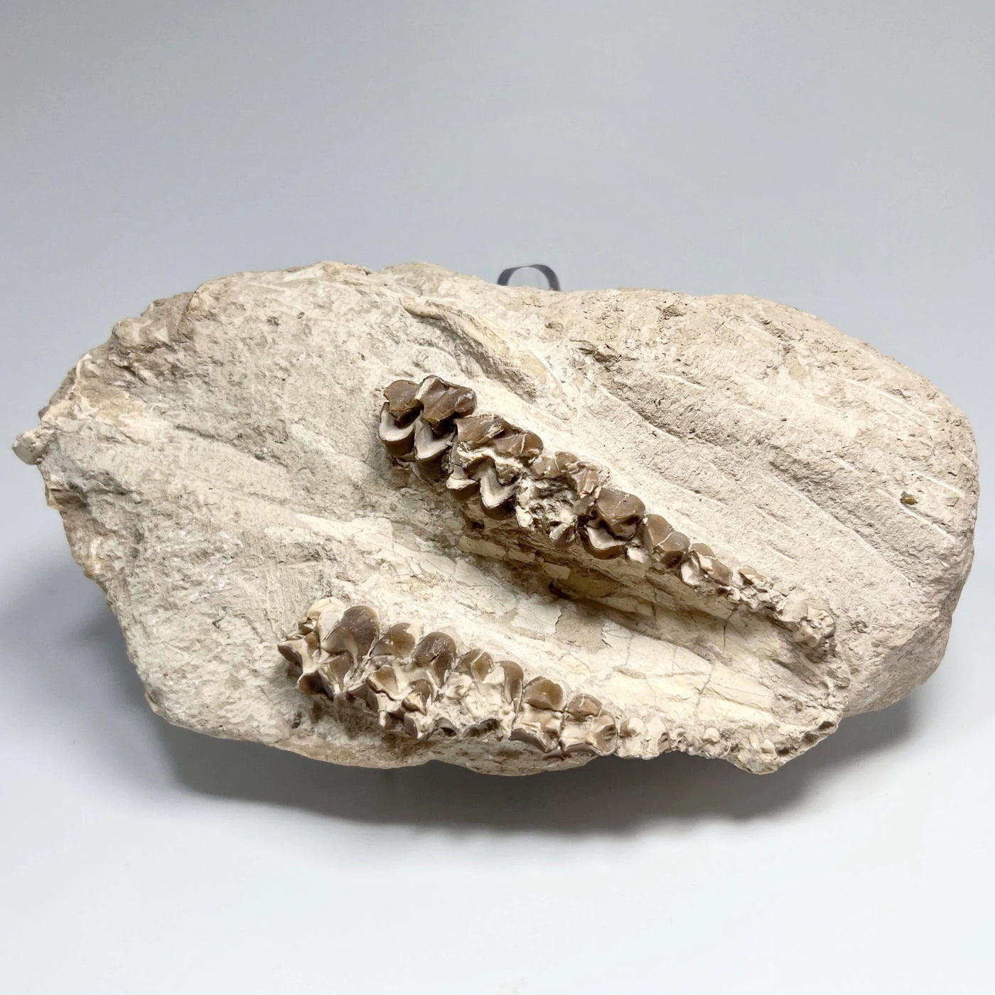 Fossilized Oreodon Upper Jawbone Skull Specimen in Matrix