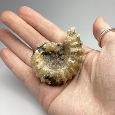 Ammonite Douvilleiceras