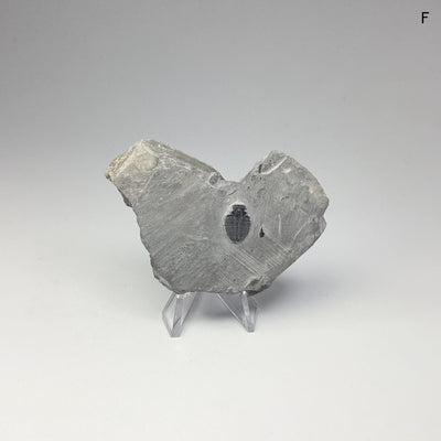 Trilobite Elrathia Kingii Fossil at $39 Each