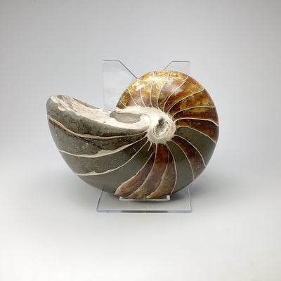 Ammonite Nautilus
