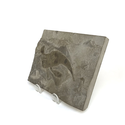 Eurypterid Fossil