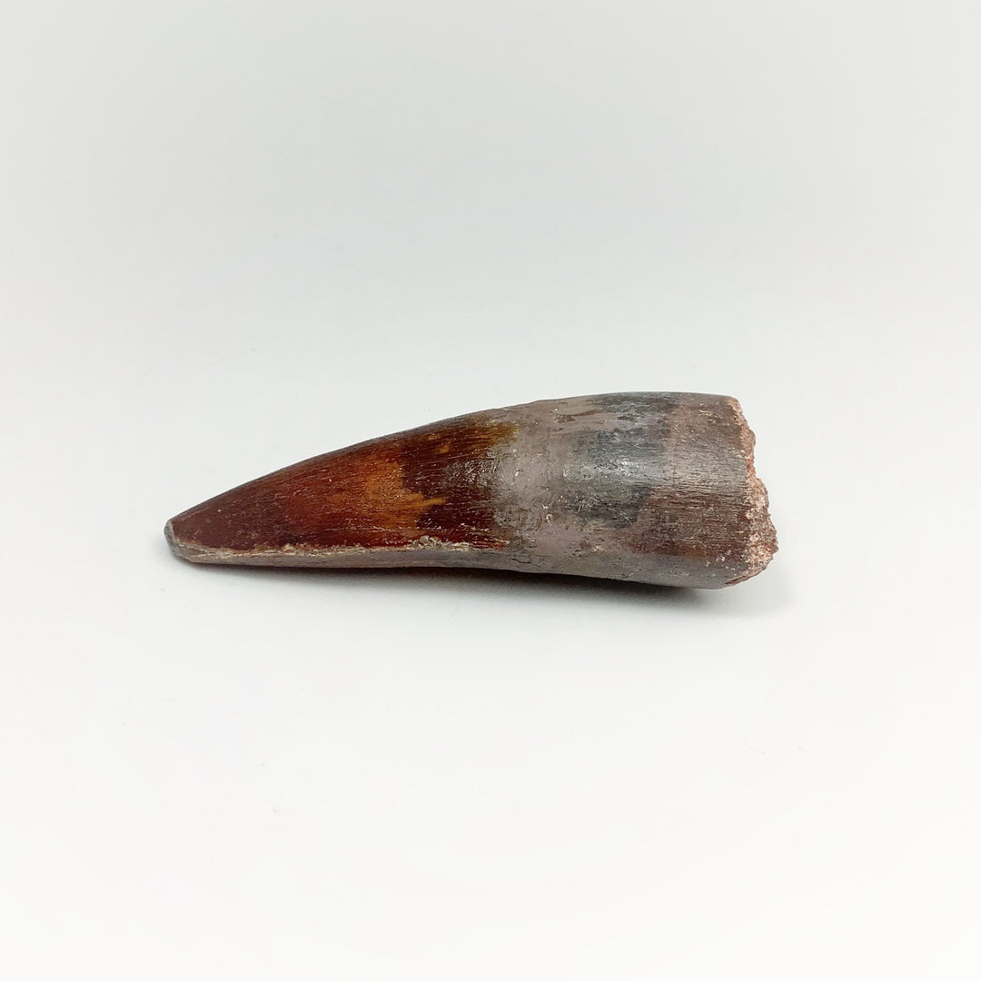 Fossilized Spinosaurus Tooth Specimen - Rocks and Gems Canada