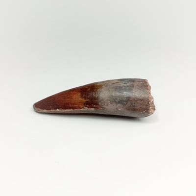 Fossilized Spinosaurus Tooth Specimen