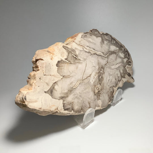 Araucaria Petrified Wood Slice - Rocks and Gems Canada