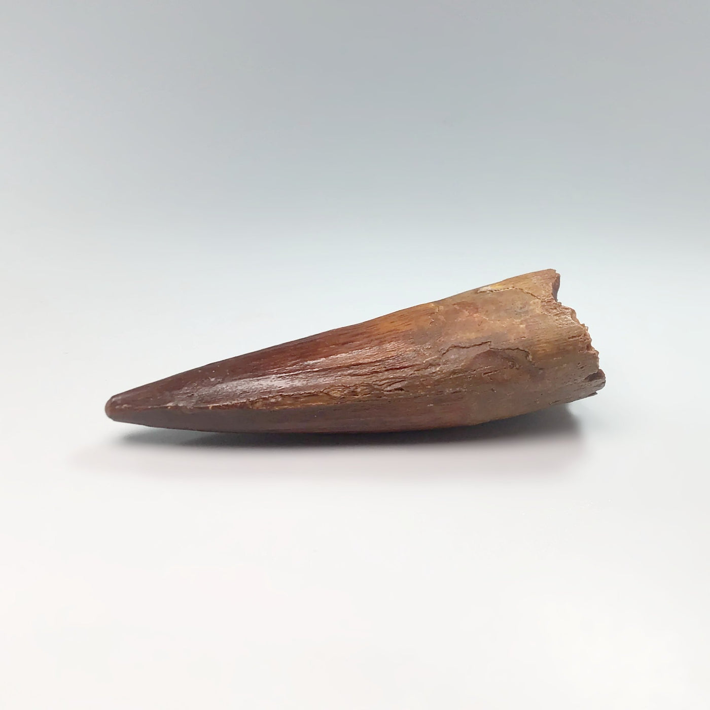 Fossilized Spinosaurus Tooth Specimen