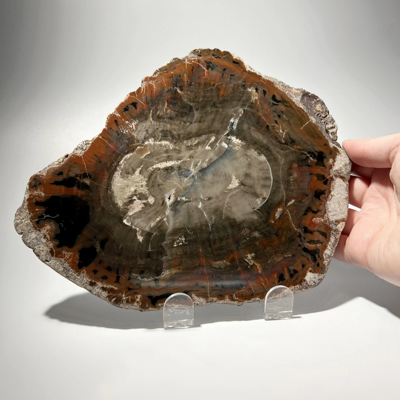 Araucaria Petrified Wood Slice