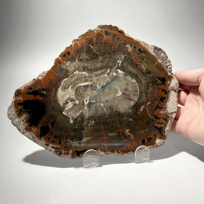 Araucaria Petrified Wood Slice