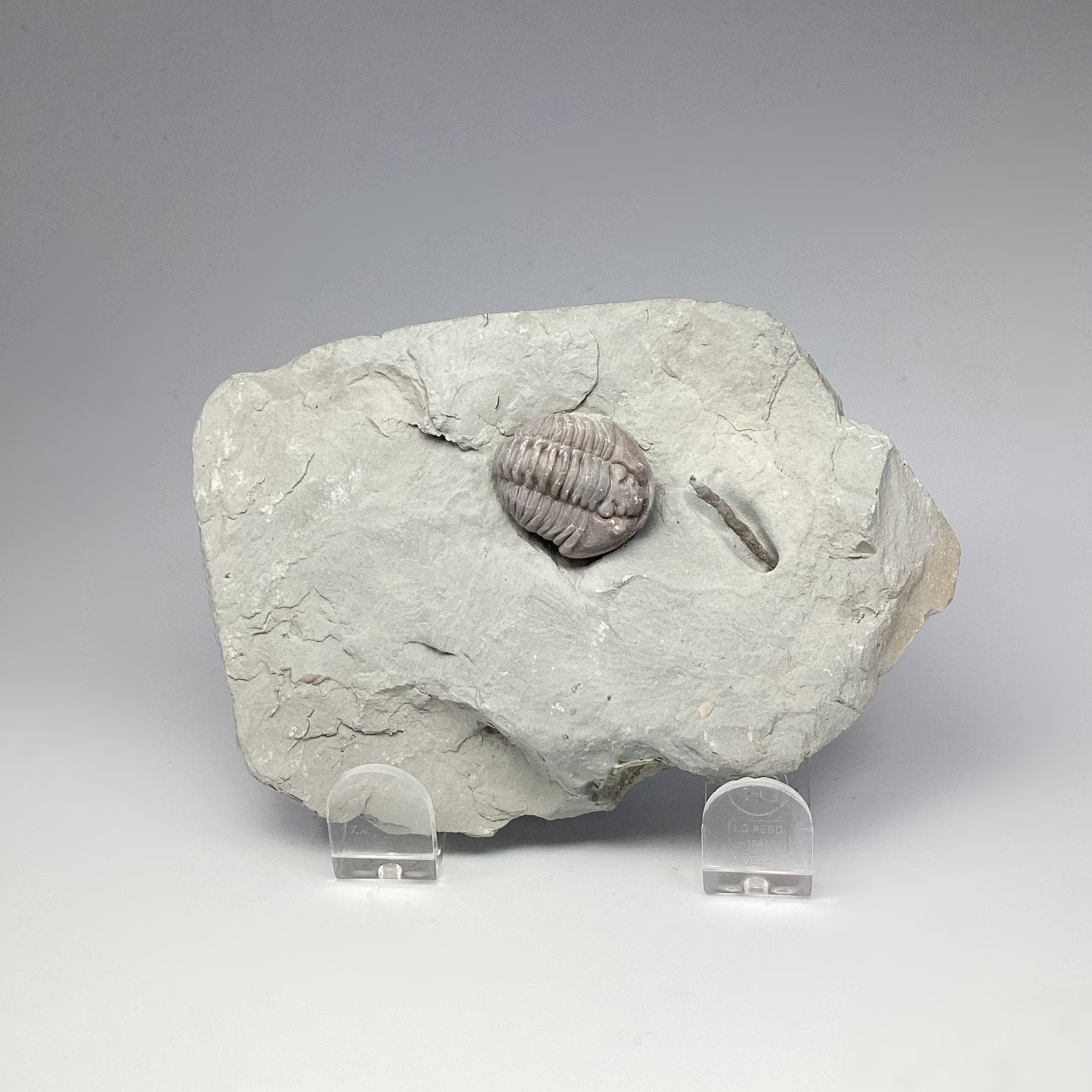 Trilobite Flexicalymene Fossil - Rocks and Gems Canada