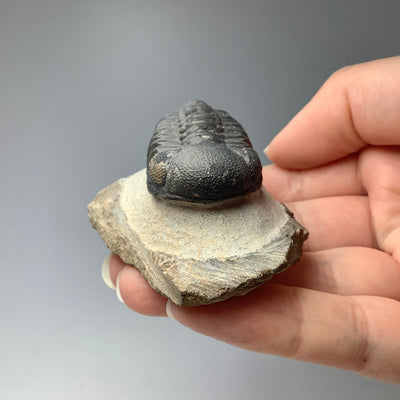 Trilobite Drotops Fossil