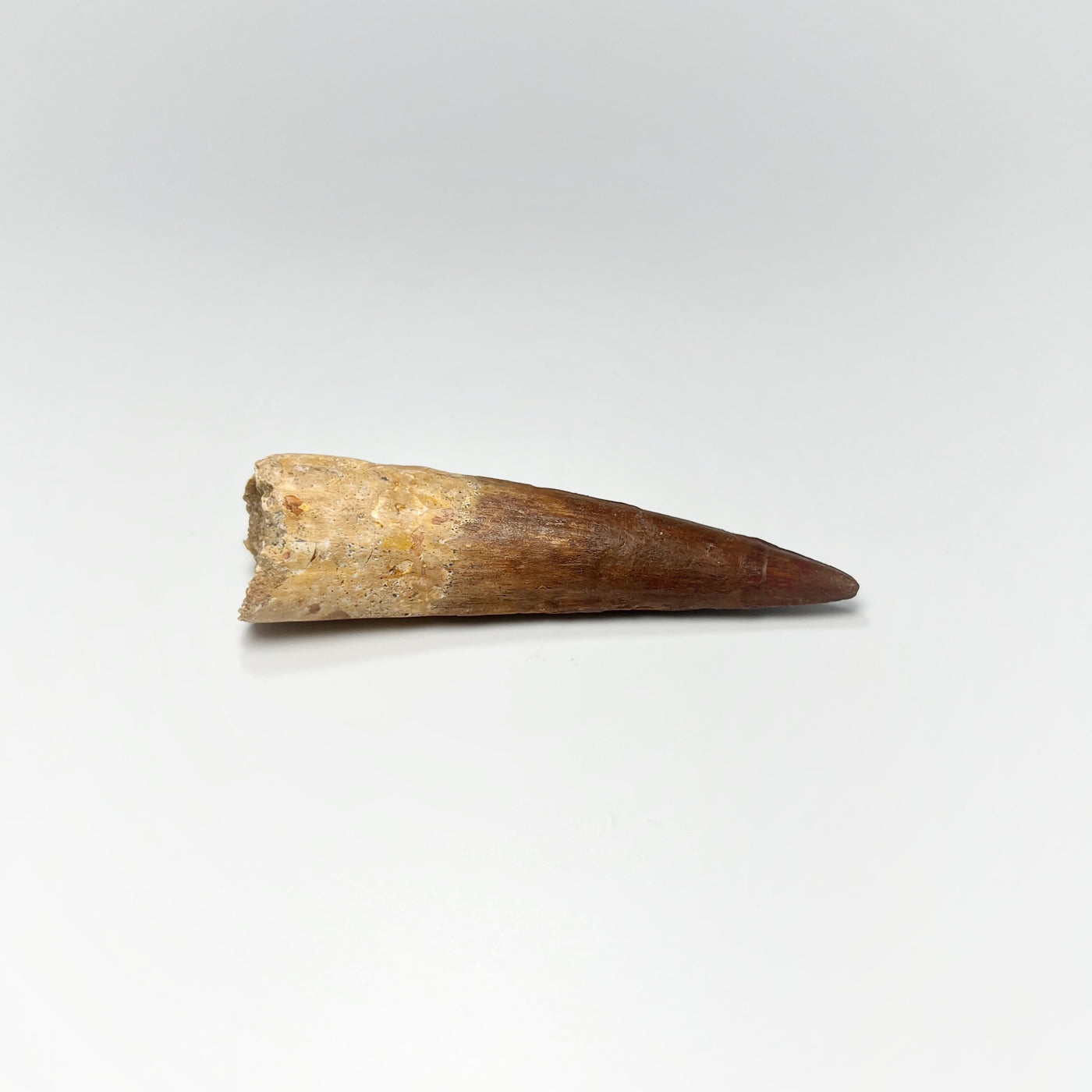 Fossilized Spinosaurus Tooth Specimen