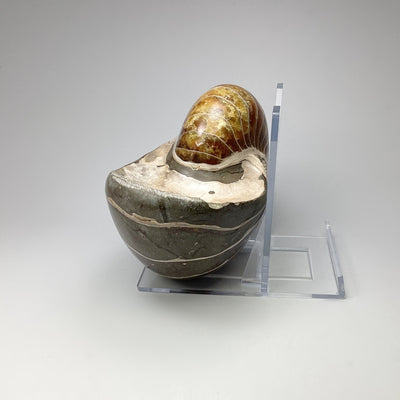 Ammonite Nautilus
