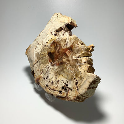 Araucaria Petrified Wood Slice