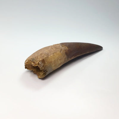 Fossilized Spinosaurus Tooth Specimen