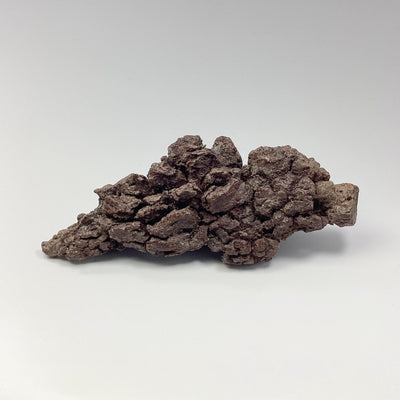 Coprolite