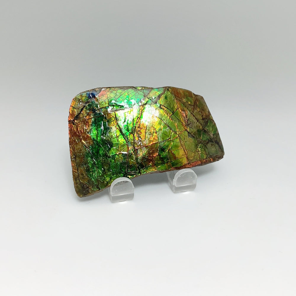 Ammolite Specimen - Rocks and Gems Canada