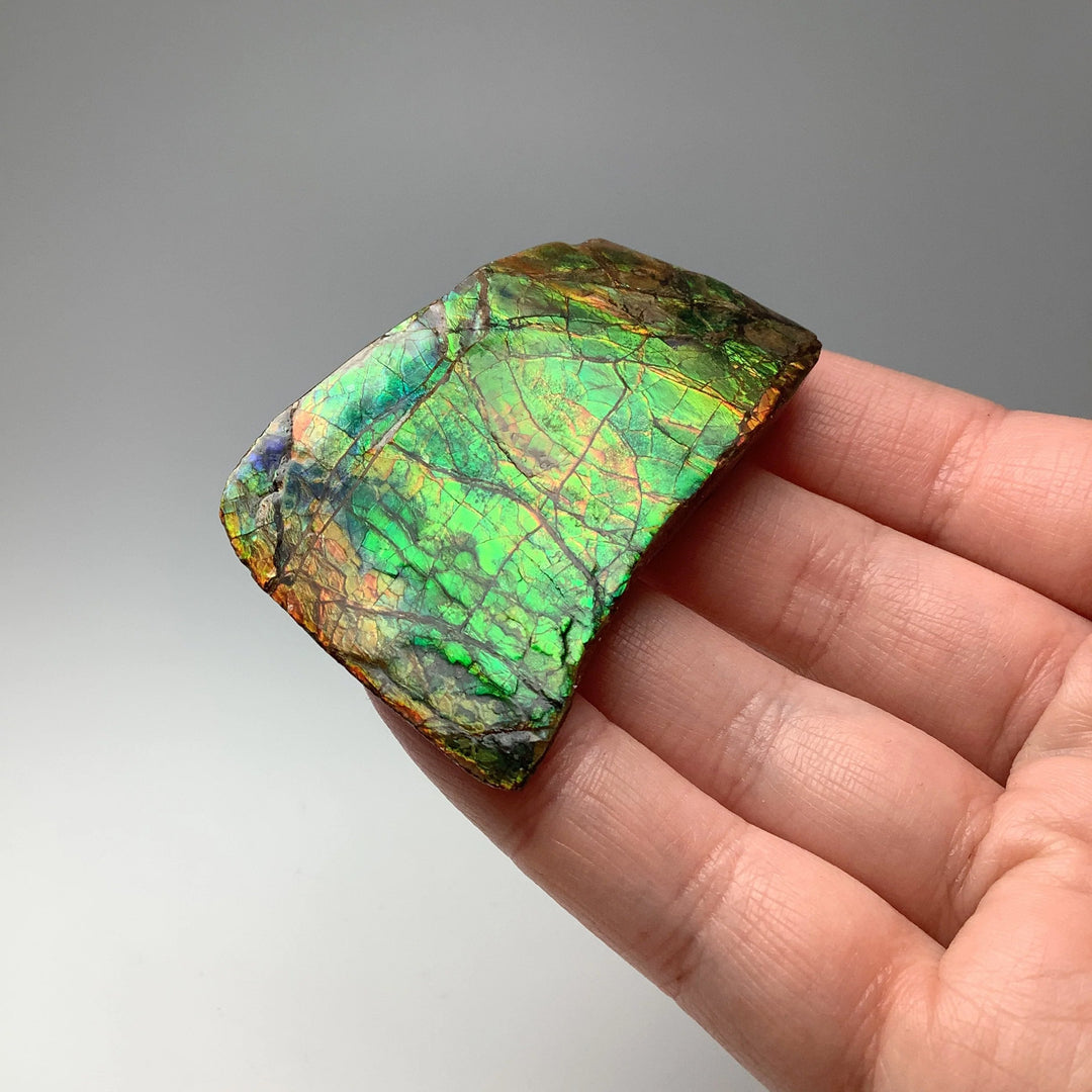 Ammolite Specimen - Rocks and Gems Canada