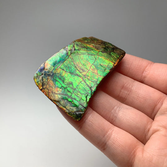 Ammolite Specimen - Rocks and Gems Canada