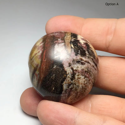 Petrified Wood Tumble at $29 Each