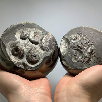 Pyritized Cannonball Nodule with Harpoceras Elegans Ammonites