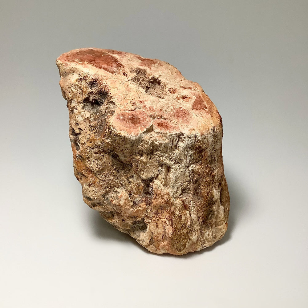 Red Petrified Wood Branch - Rocks and Gems Canada