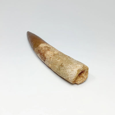 Fossilized Spinosaurus Tooth Specimen