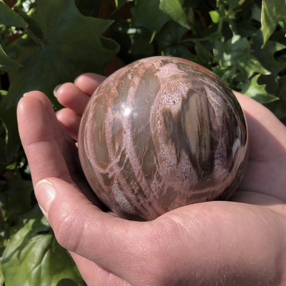Araucaria Petrified Wood Sphere - Rocks and Gems Canada