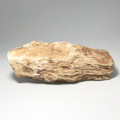 Petrified Wood Branch