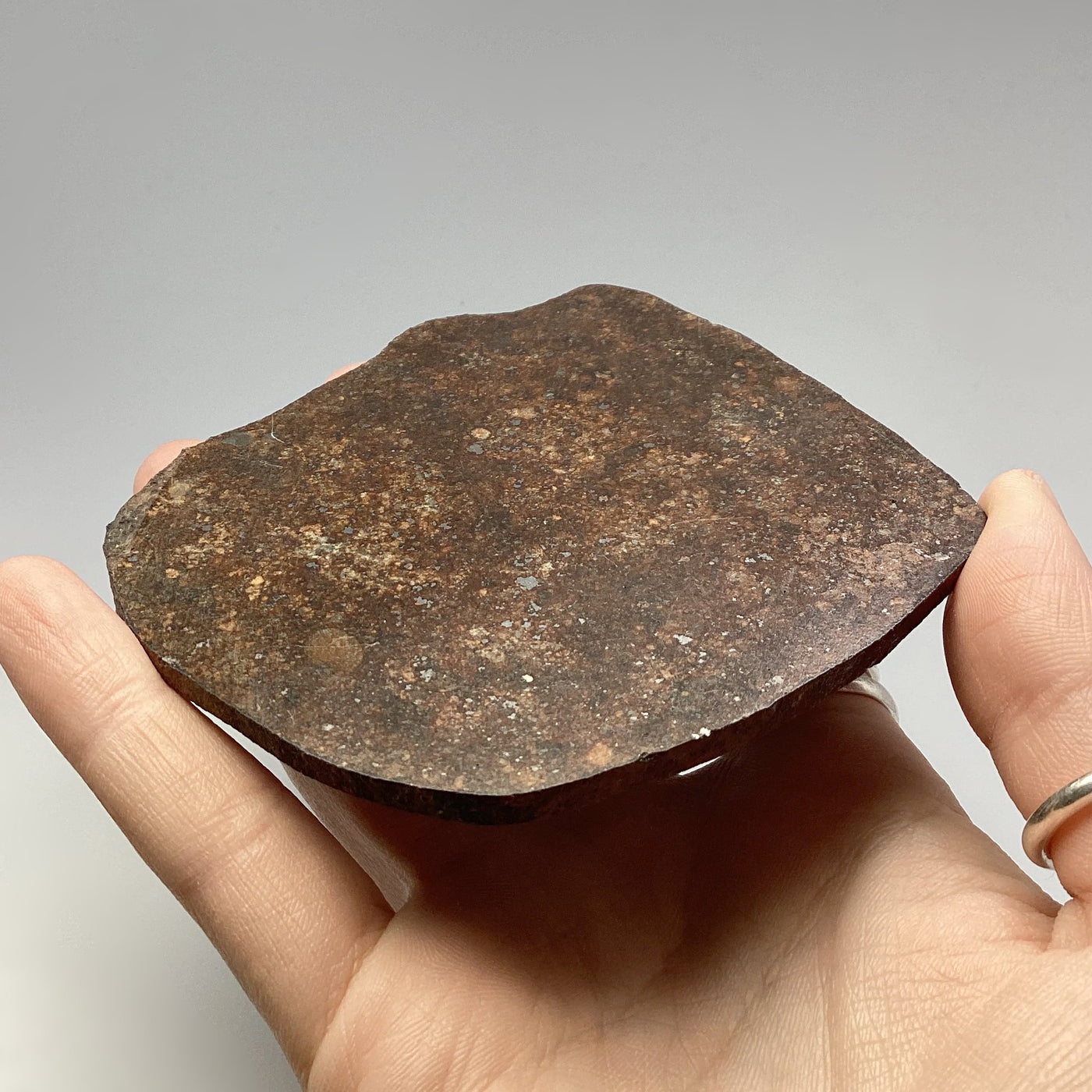 NWA Chondrite Meteorite Slab