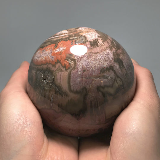 Araucaria Petrified Wood Sphere - Rocks and Gems Canada