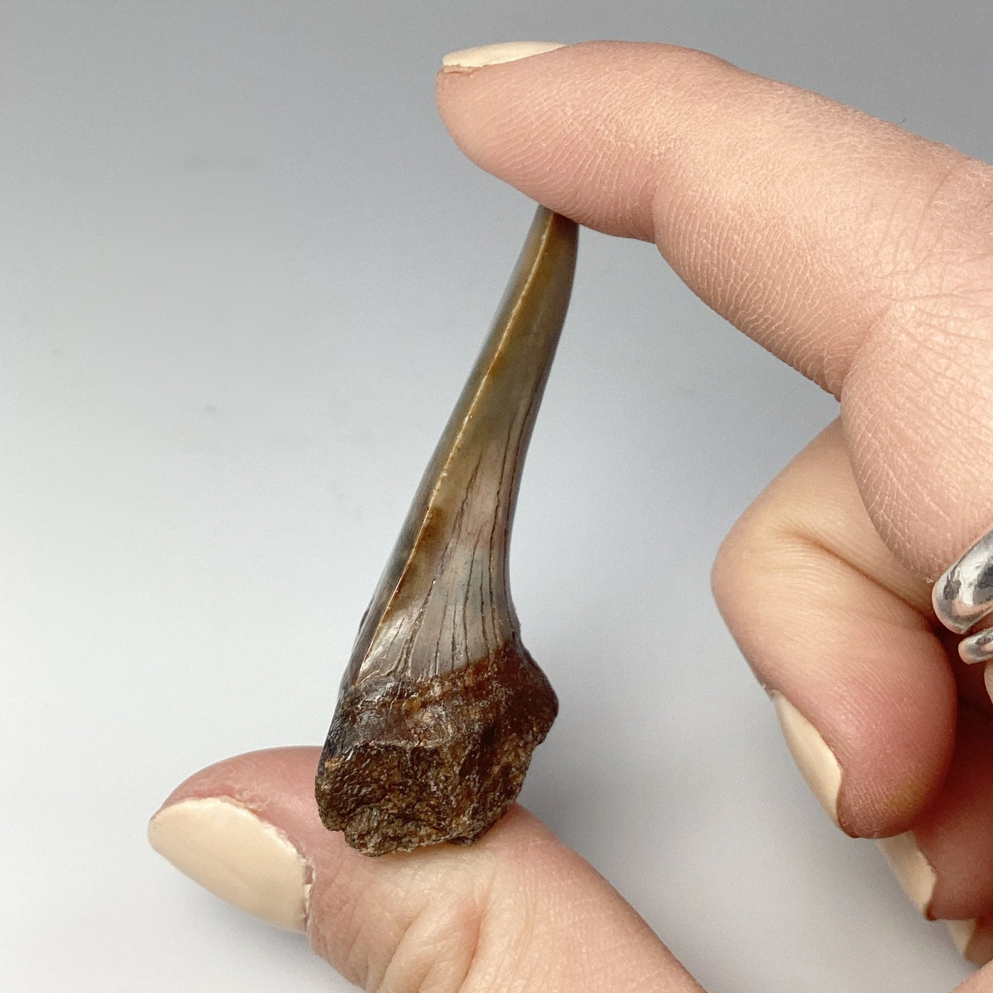 Fossilized Shark Tooth Specimen: Mako