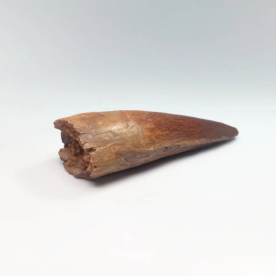 Fossilized Spinosaurus Tooth Specimen - Rocks and Gems Canada