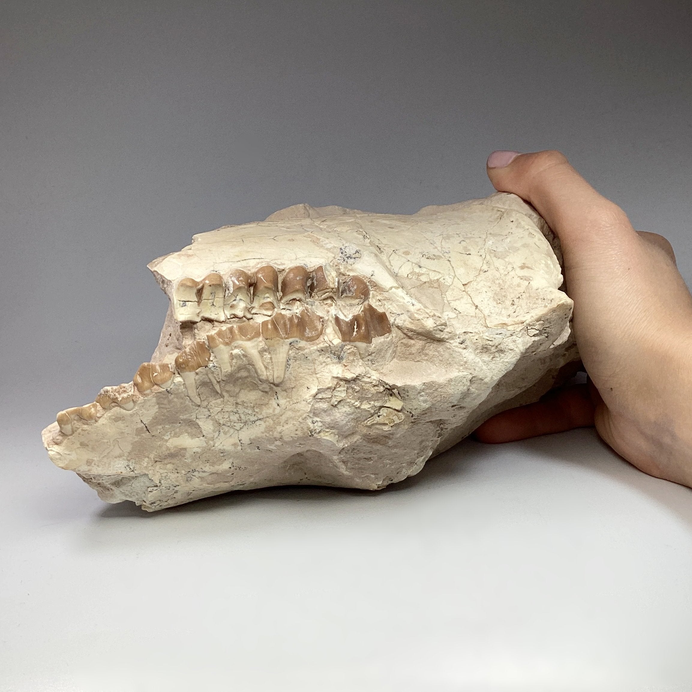 Fossilized Oreodon Skull Specimen - Rocks and Gems Canada
