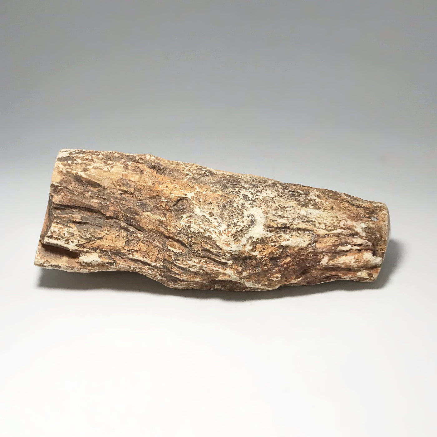 Petrified Wood Branch