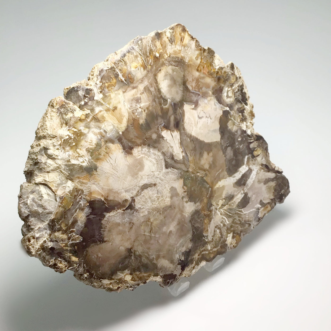 Araucaria Petrified Wood Slice