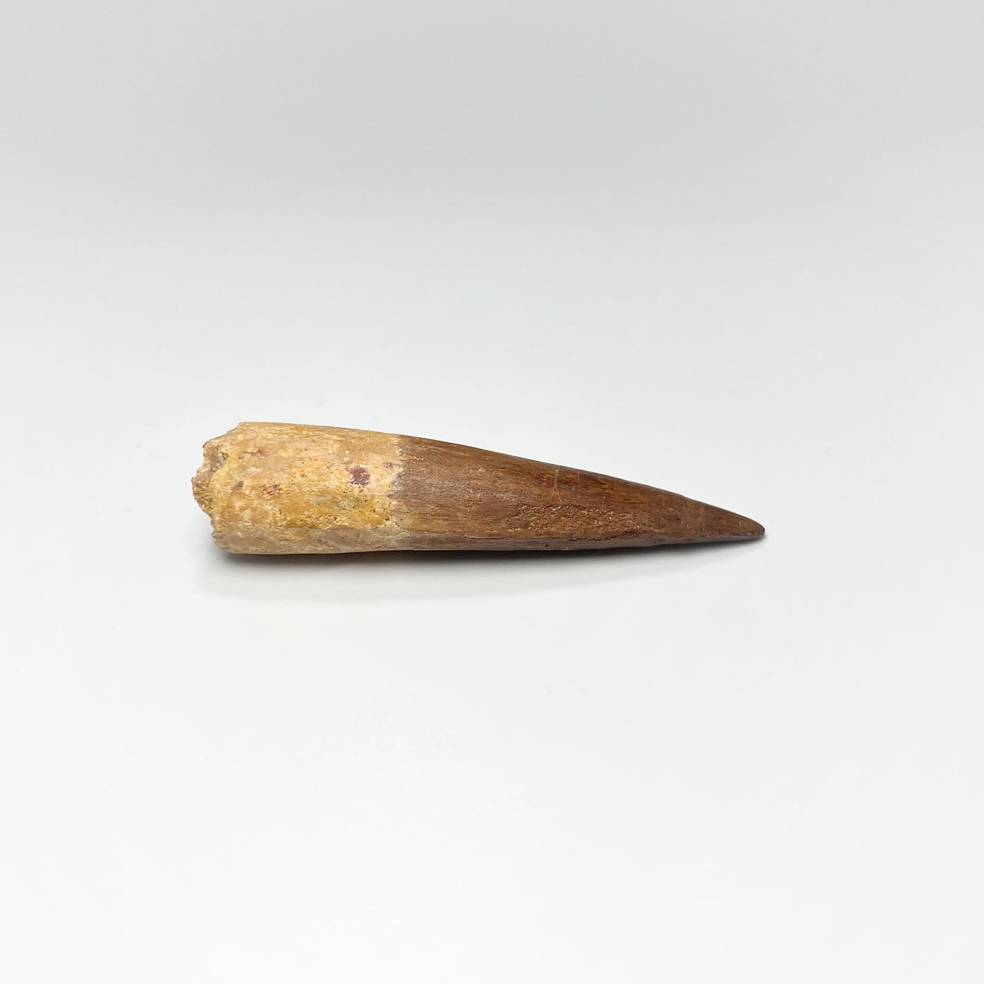 Fossilized Spinosaurus Tooth Specimen
