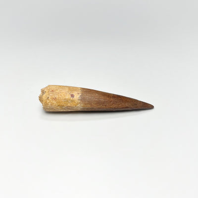 Fossilized Spinosaurus Tooth Specimen