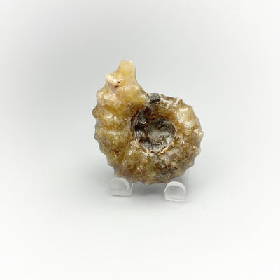 Ammonite Douvilleiceras