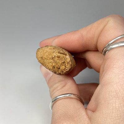 Fossilized Carcharodontosaurus Dinosaur Tooth Specimen