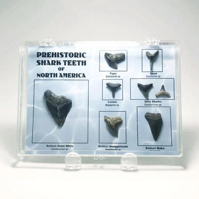 Fossilized Prehistoric Shark Teeth of North America Collection