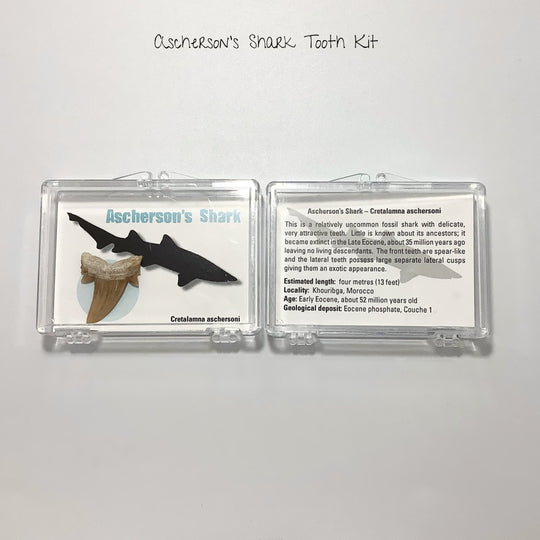 Small Fossilized Shark Tooth Kit - Rocks and Gems Canada