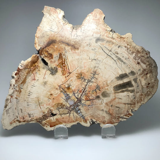 Araucaria Petrified Wood Slice - Rocks and Gems Canada