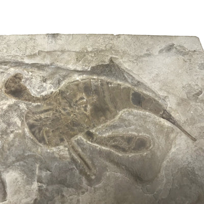 Eurypterid Fossil