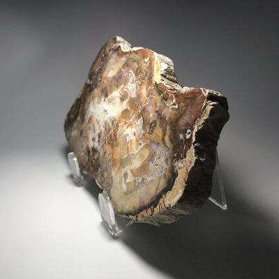 Petrified Wood Slice