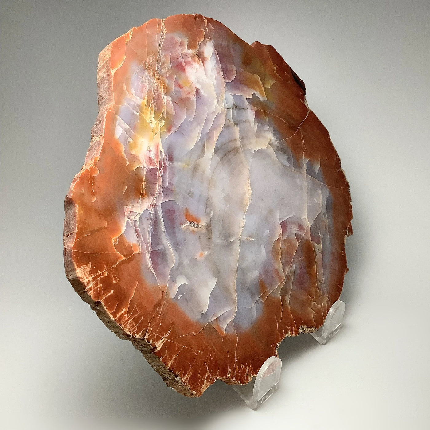 Araucaria Petrified Wood Slice